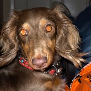 Meet your Posher, Halee